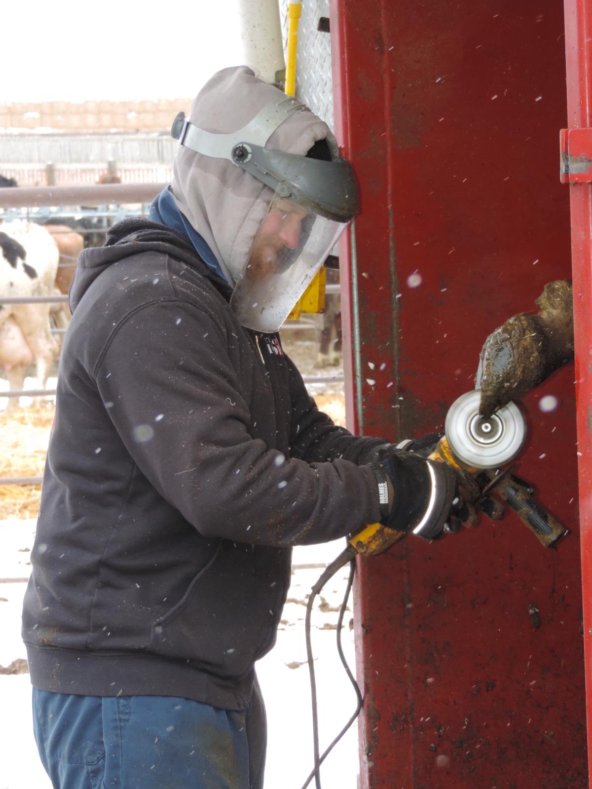 Drew Peterson says his bovine pedicures help keep cows sound and at peak production at dairies throughout southeastern Idaho.