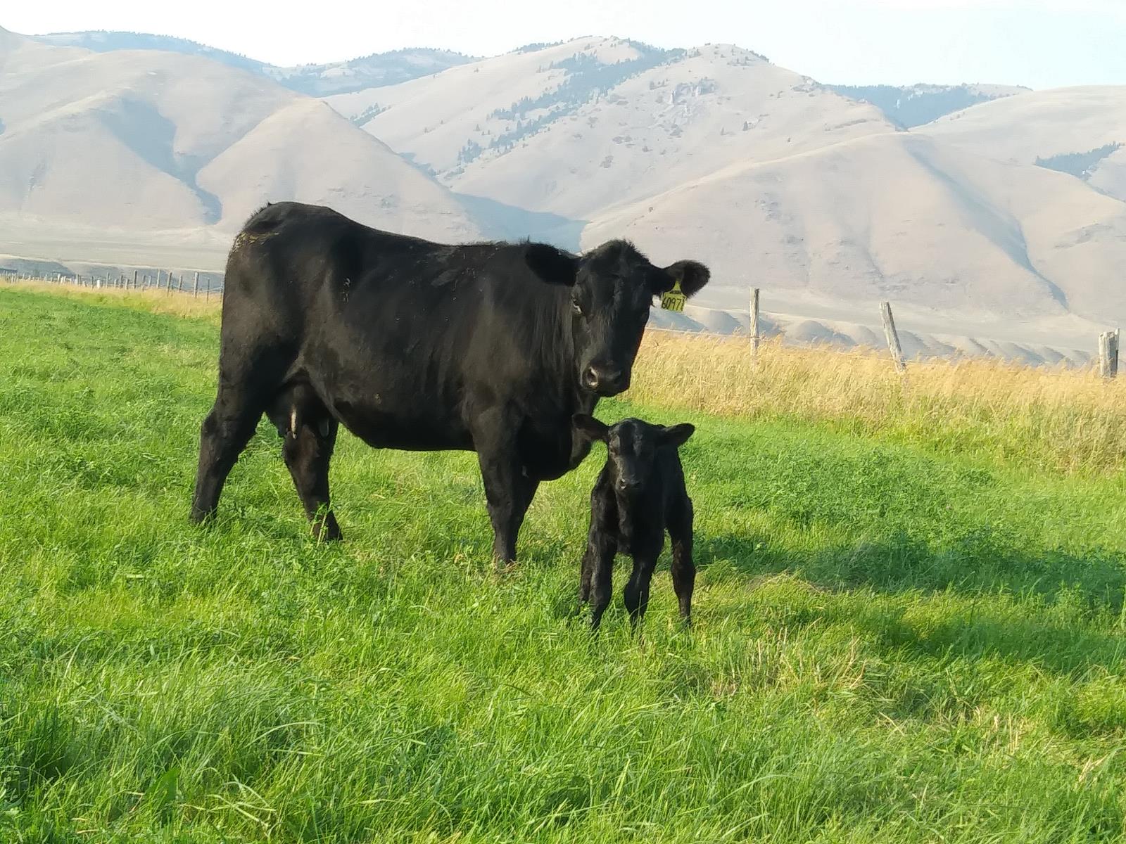 Merrill Beyeler says it is easy to move cows and calves to different pastures during a fall-calving season.