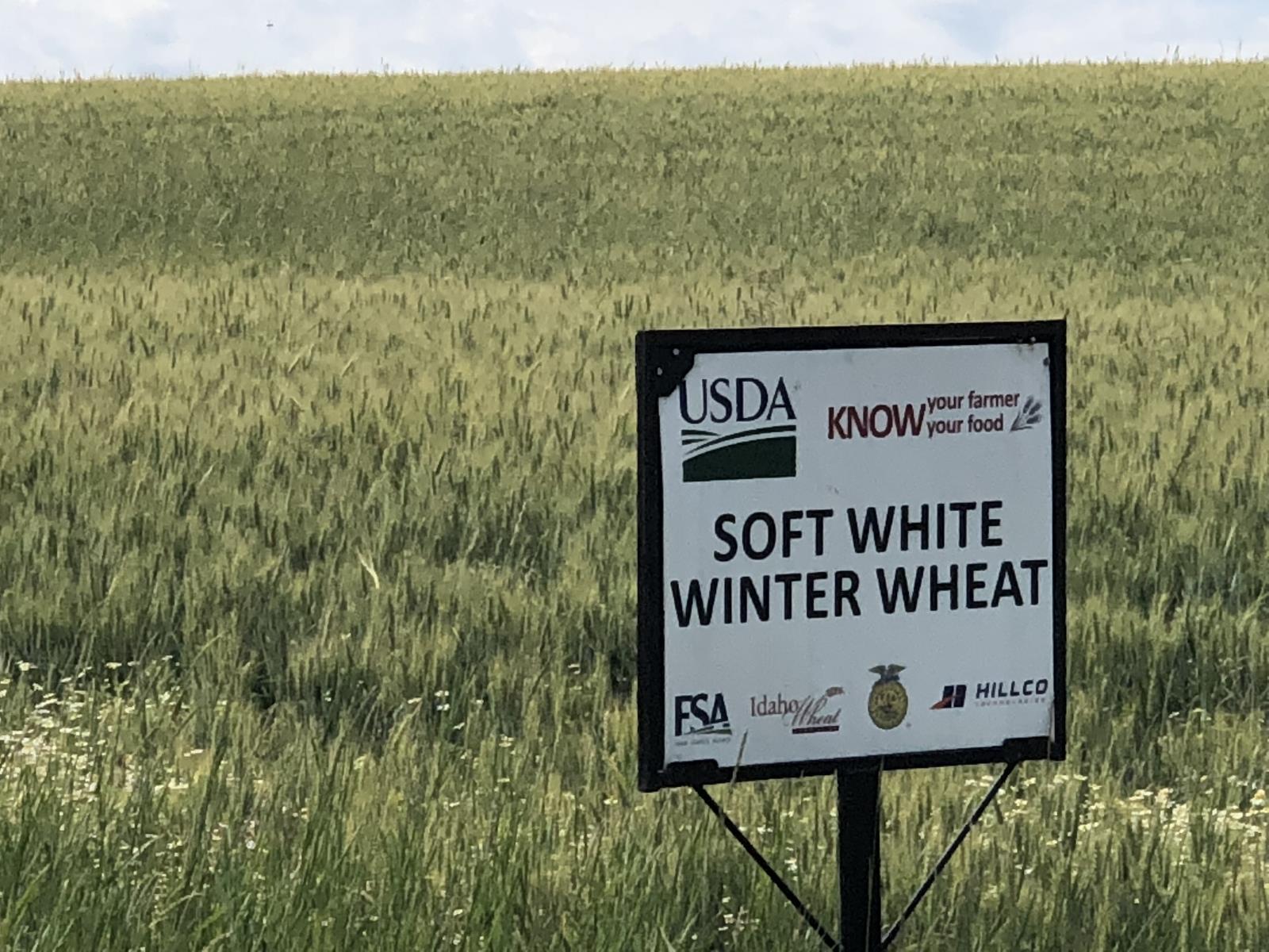 Wheat grows in a field in North Idaho last July. While national wheat acres have plummeted over the past two decades, Idaho’s wheat acres have remained steady. 