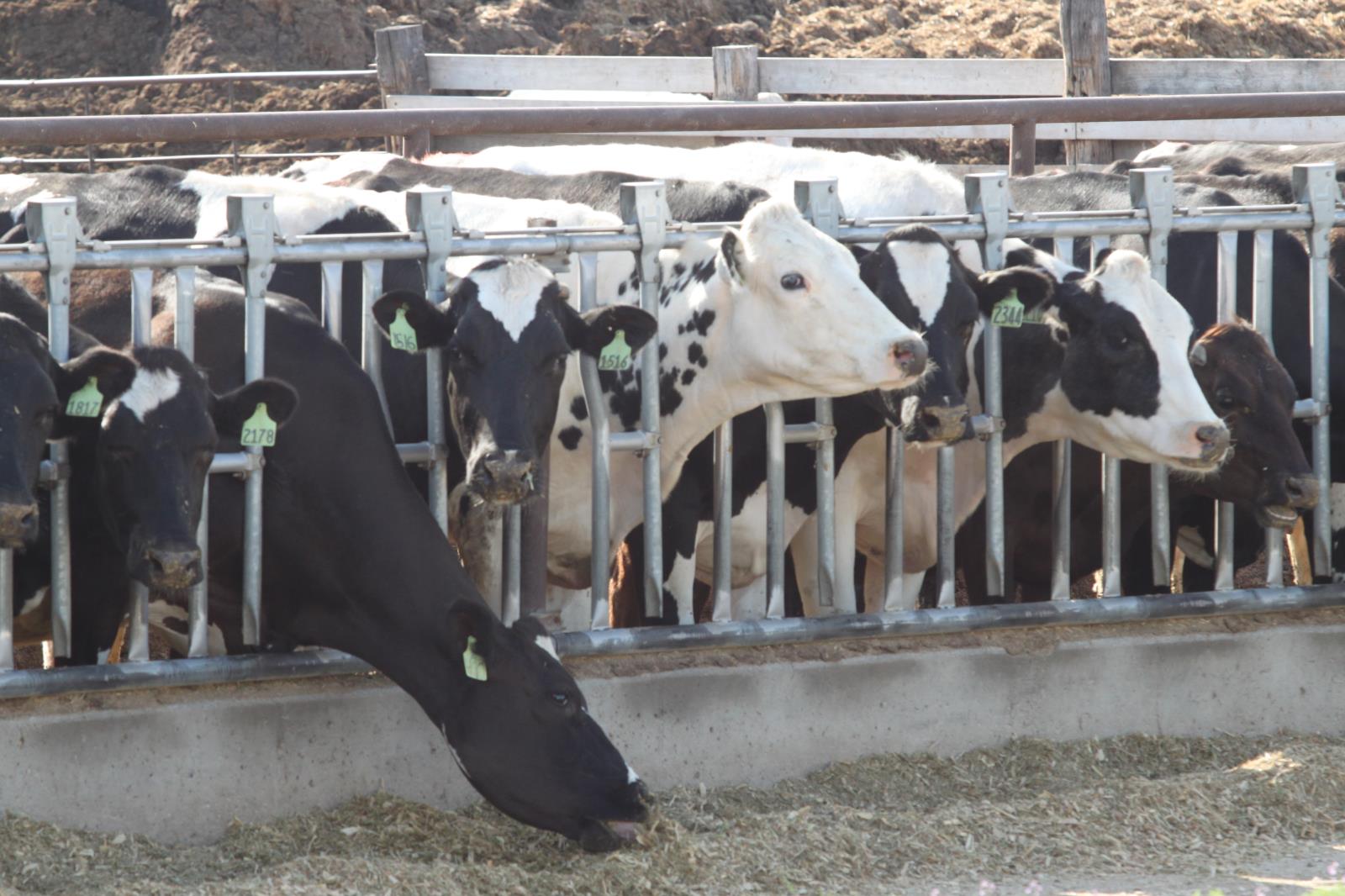 According to a study conducted by University of Idaho researchers, agriculture, led by the dairy industry, has a massive impact on the Magic Valley economy.  