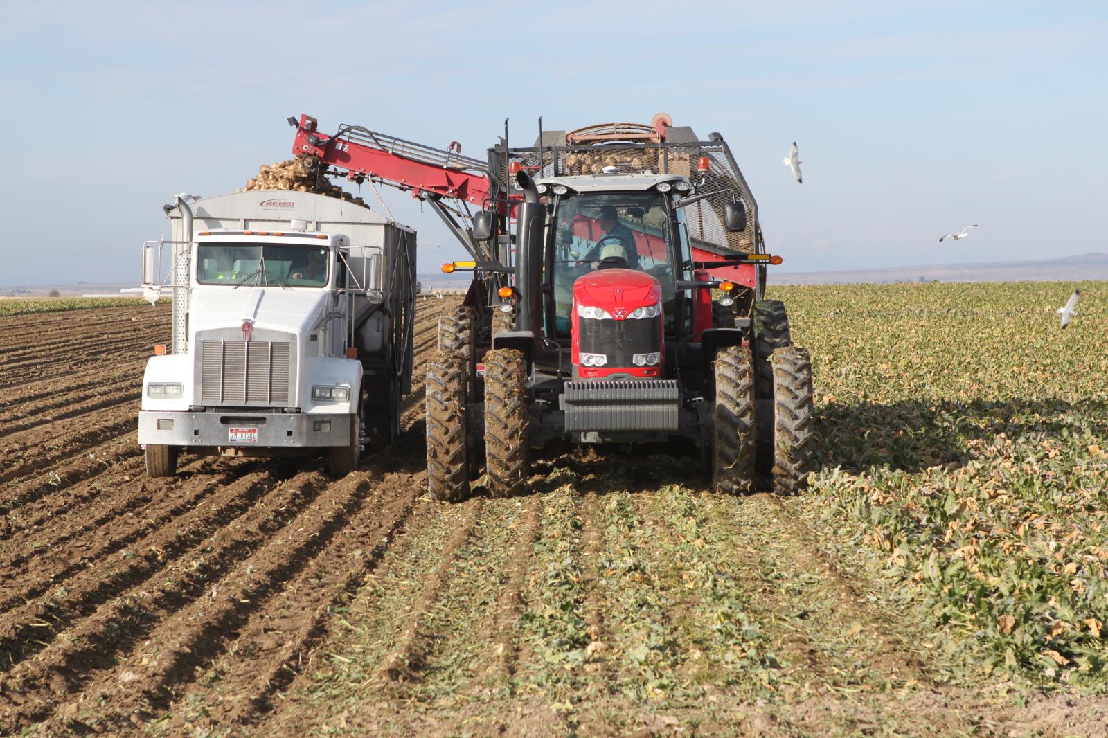 Sugar beets are harvested in a field near Burley in this Idaho Farm Bureau Federation file photo. Cassia County leads the state in beef and dairy cow numbers but it’s also one of Idaho’s top crop-producing counties. 