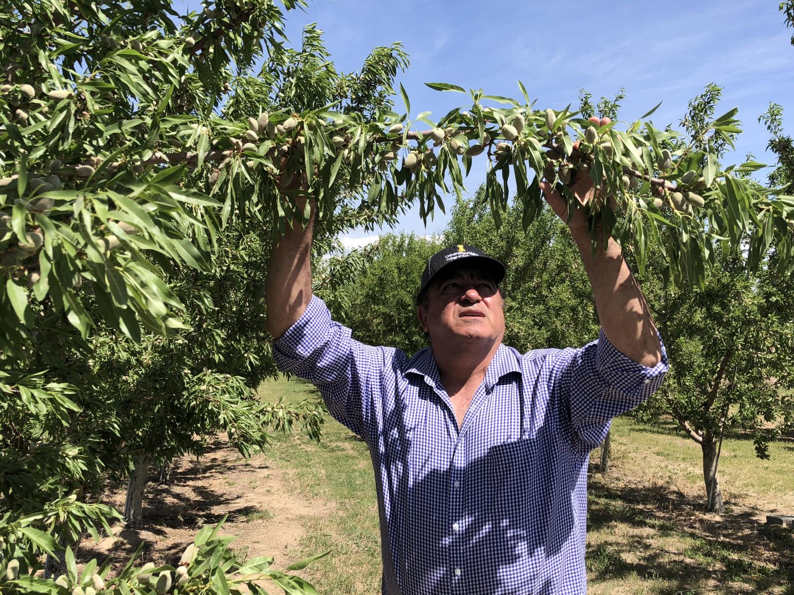 University of Idaho fruit researcher Essie Fallahi discusses a major almond trial being conducted at the UI’s Parma agricultural research and extension station, May 18 in Parma.