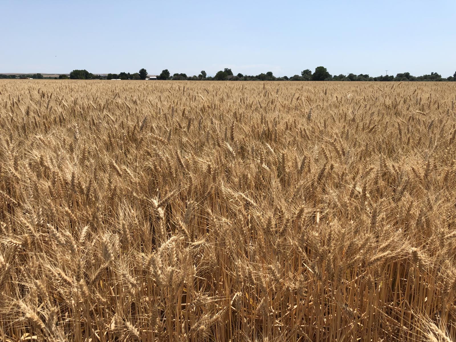 Wheat grows in a field near Parma in this photo taken in early July. Severe drought and heat are expected to result in Idaho’s total wheat production being down significantly this year. 