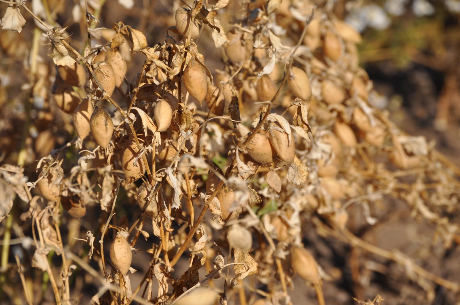 Idaho chickpea acres jumped a projected 44 percent this year, but a challenging growing season could keep total production close to last year’s number.  