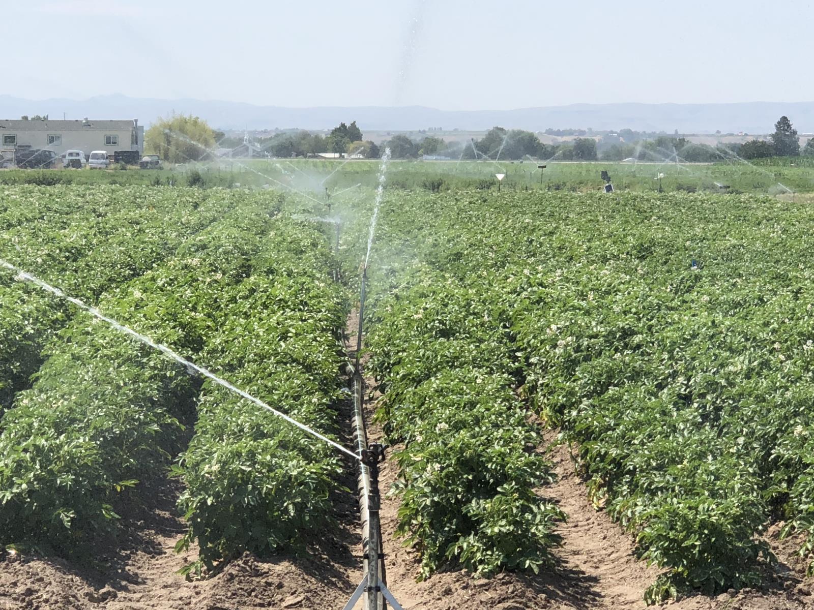 A potato field near Parma is watered in early July. Members of the Idaho Water Resource Board are encouraging all Idahoans, farmers as well as urban folks, to conserve as much water as they can during this drought year. 