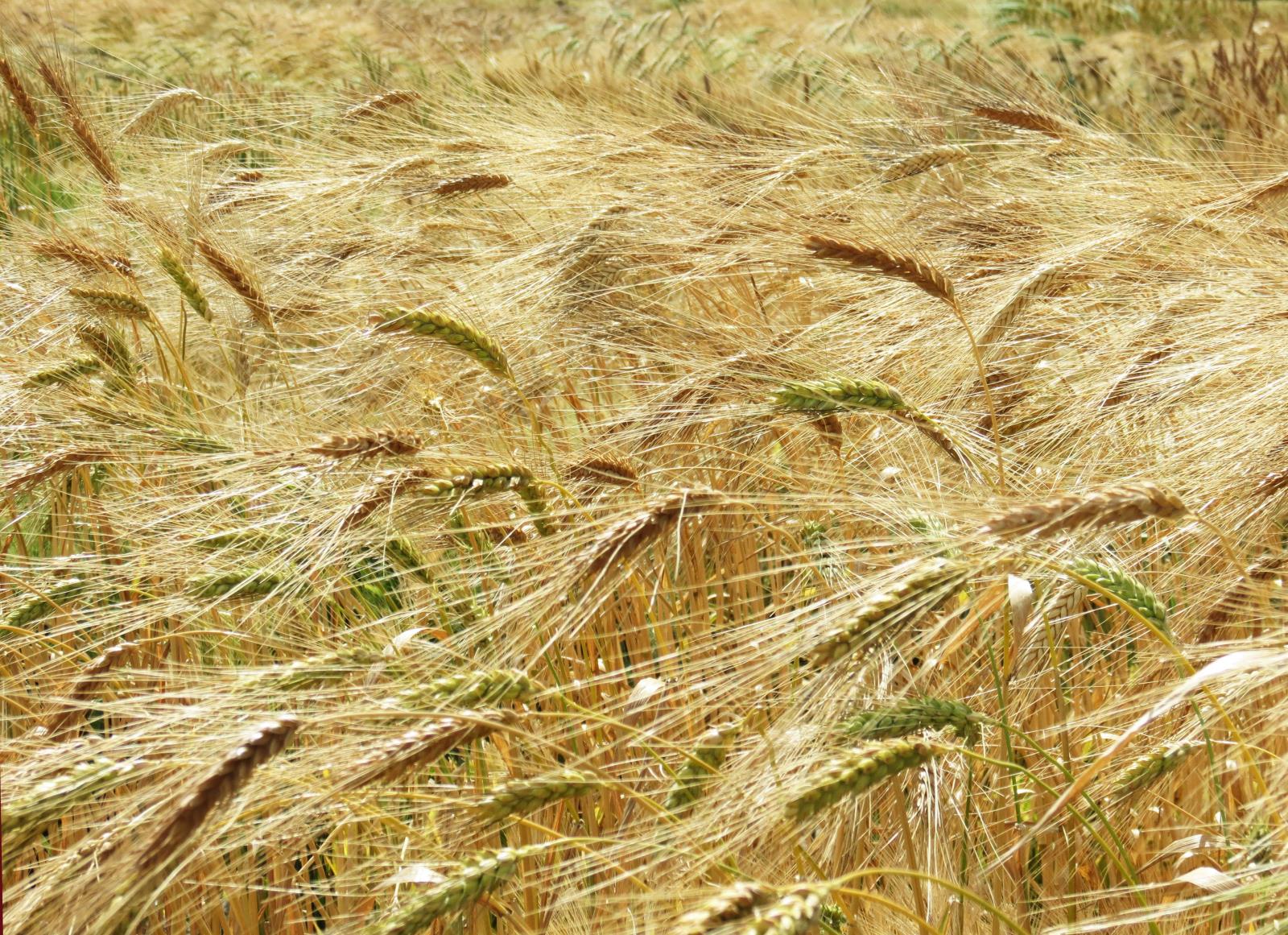 The U.S. barley crop is way down this year and farmers in Idaho, which leads the nation in total barley production, are being offered a lot more money to grow their crop next year. 