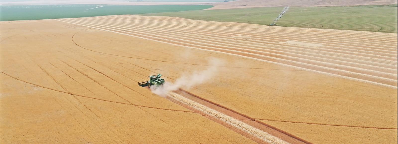 Barley is harvested this year in a southcentral Idaho field. Total barley production in the state dropped 21 percent this year compared with last year but Idaho remains the nation’s top barley state.