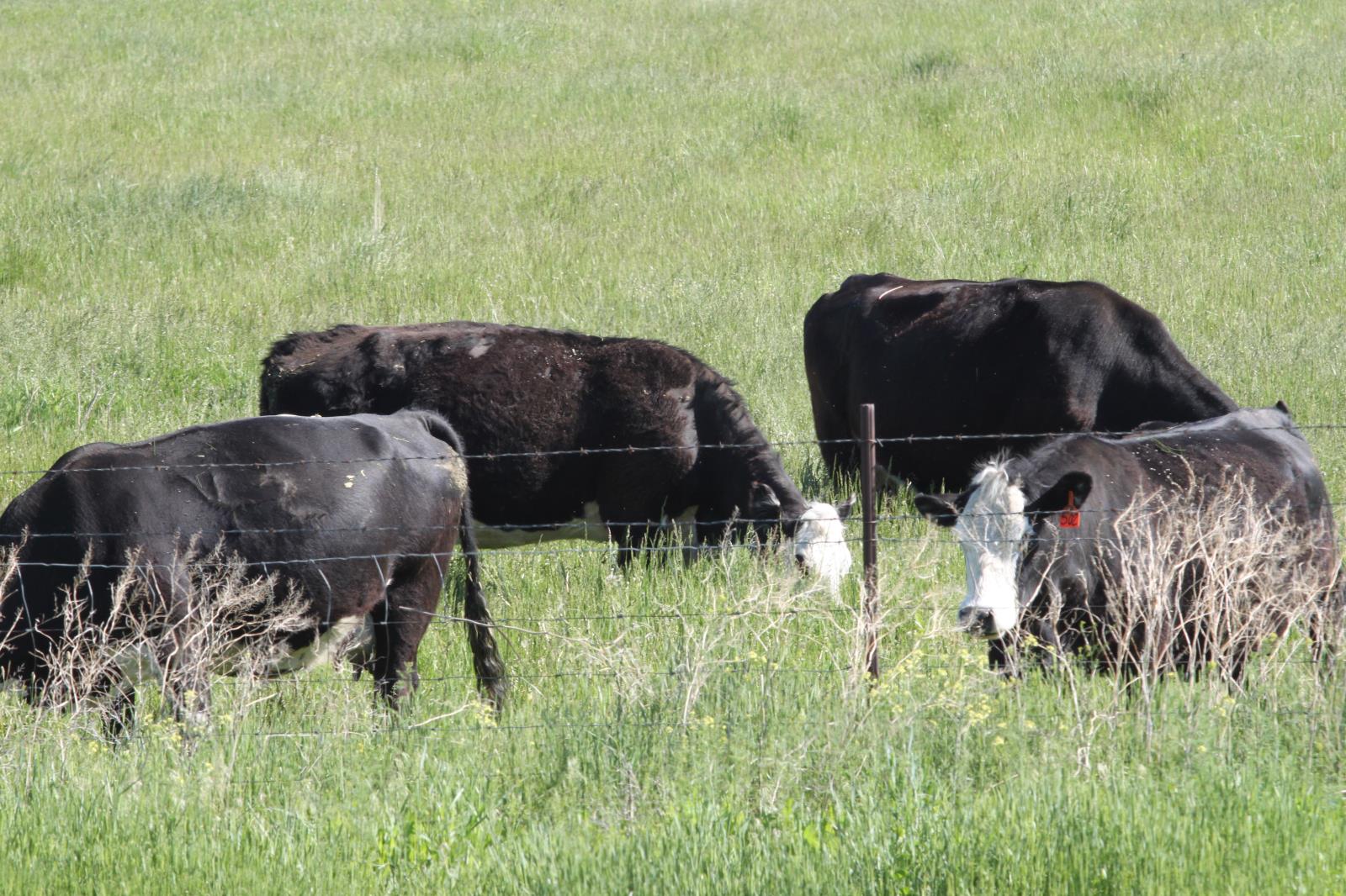 Idaho ranchers are looking for ways to keep their livestock fed and healthy without breaking the bank on feed. That includes getting more creative in formulating their feed rations. 