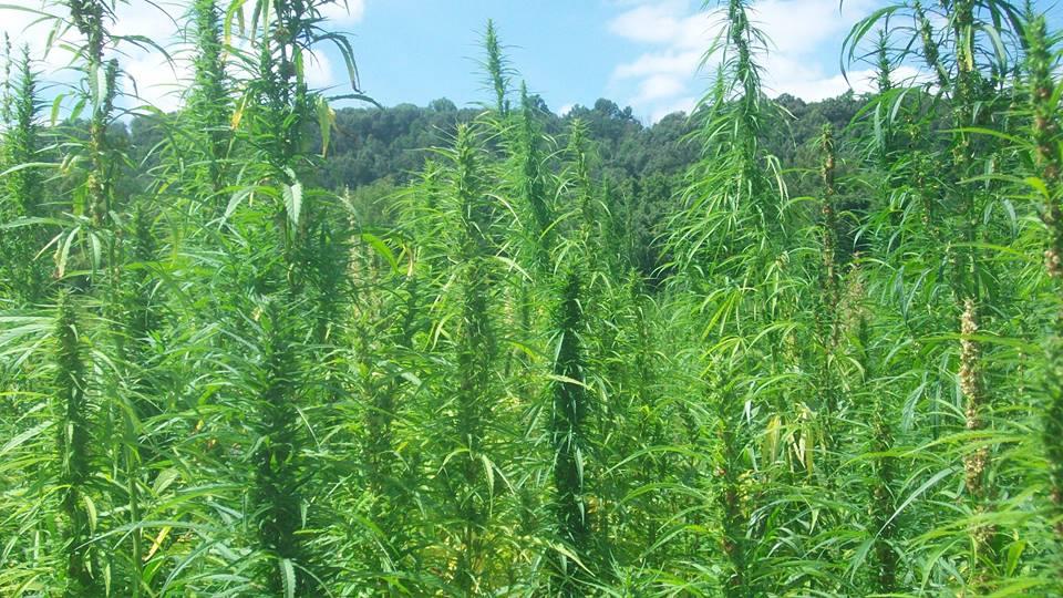 National Hemp Association photo. A hemp plant is shown in this submitted photo. USDA recently approved Idaho’s hemp program and Idaho farmers and other businesses can now begin exploring options to grow or process hemp in the state.