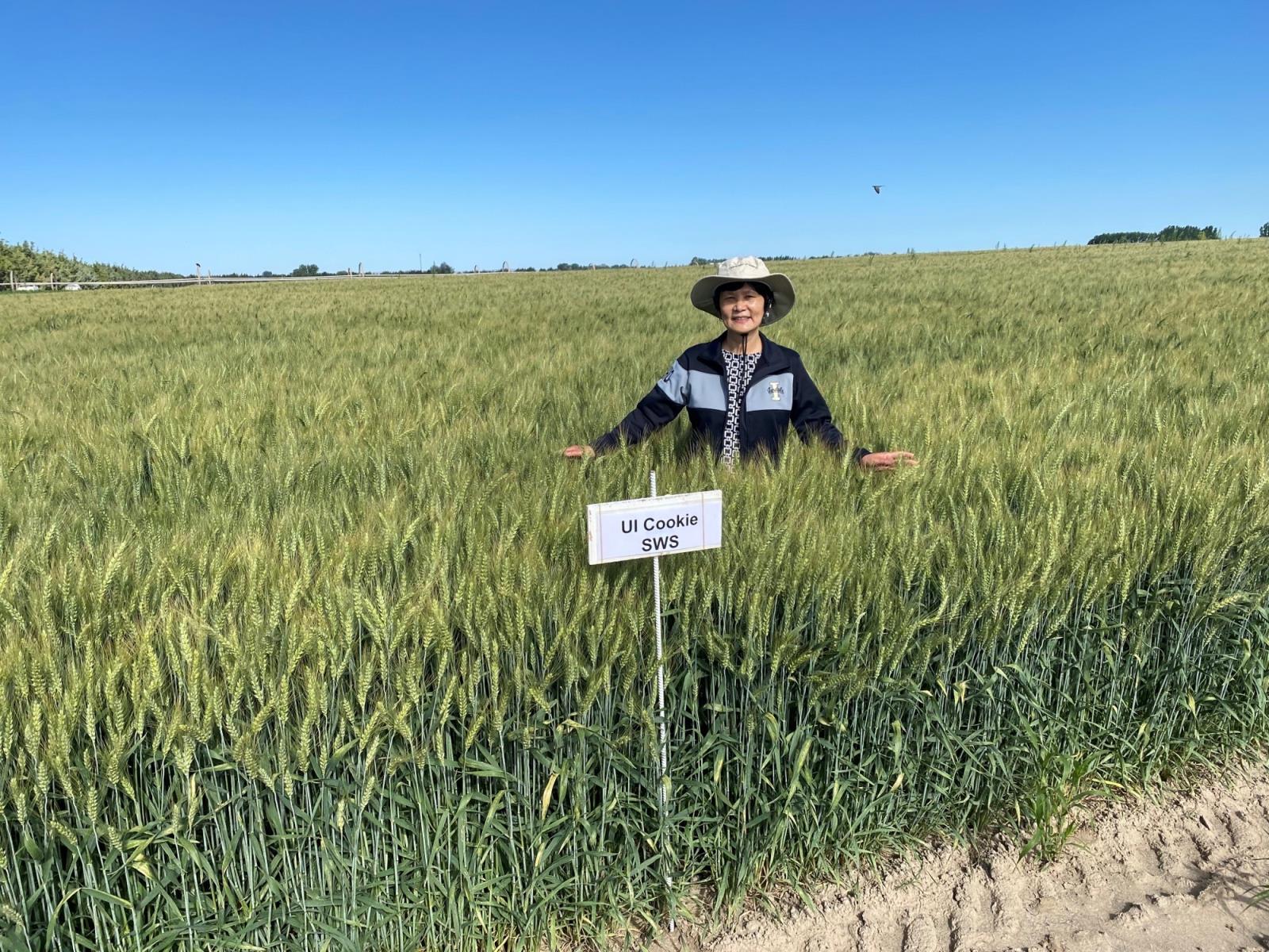 University of Idaho researcher Jianli Chen stands in a field planted to UI Cookie, a new soft white spring wheat variety that has performed well in Idaho trials. Chen developed the new variety at the UI Research and Extension wheat breeding center in Aberdeen with financial support from the Idaho Wheat Commission, which will manage the commercial release of UI Cookie. 