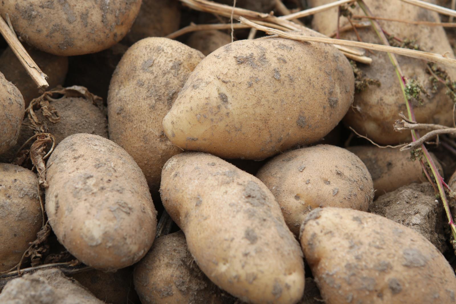 Potatoes are shown in an East Idaho field in this Idaho Farm Bureau Federation file photo. During a recent interview that aired on Veterans Day, actor Gary Sinise said there is no better potato than an Idaho potato. 