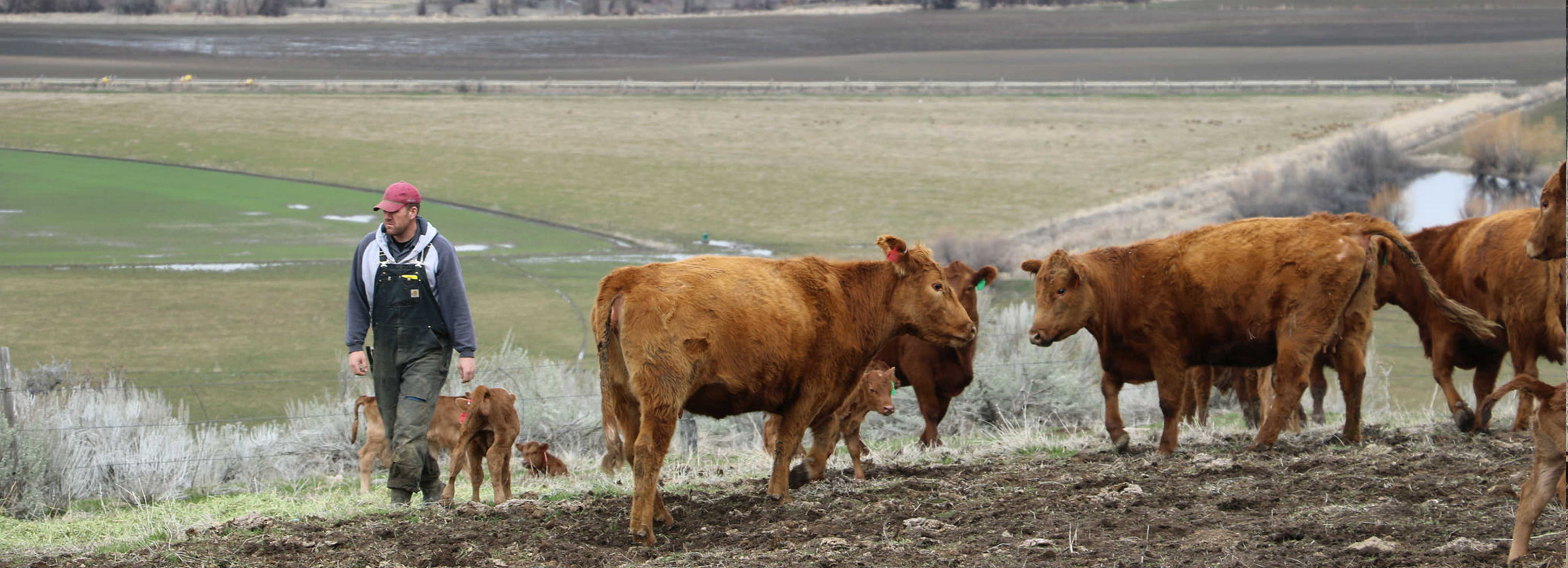 Idaho Farm Bureau Federation