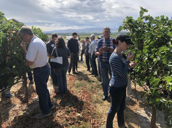 Idaho elected officials and media members taste wine grapes at Koenig Winery during the Treasure Valley Ag. Tour Sept. 10.