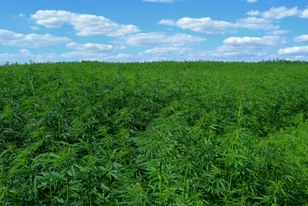 In December 2018, President Trump signed into law the 2018 farm bill, which included provisions making hemp legal for farmers to grow and sell.