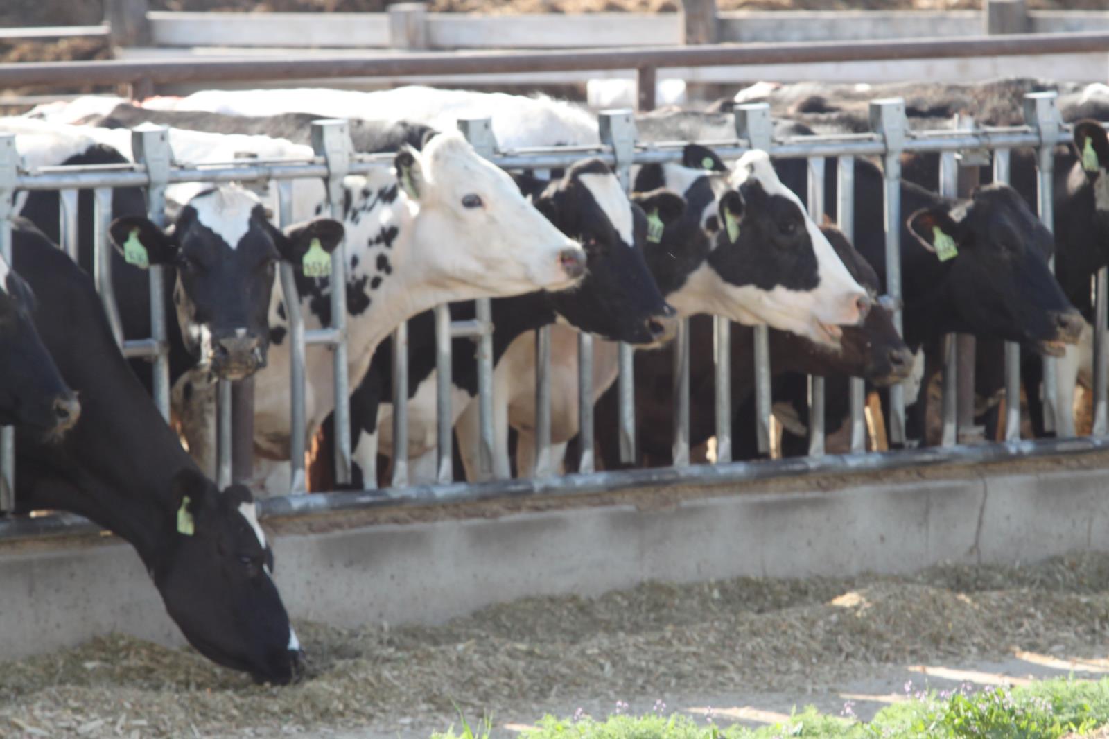 The total value of Idaho agricultural exports during the first quarter of 2019 increased 8 percent compared with the same period in 2018. Idaho dairy product exports rose 14 percent to $57 million during the first quarter. 
