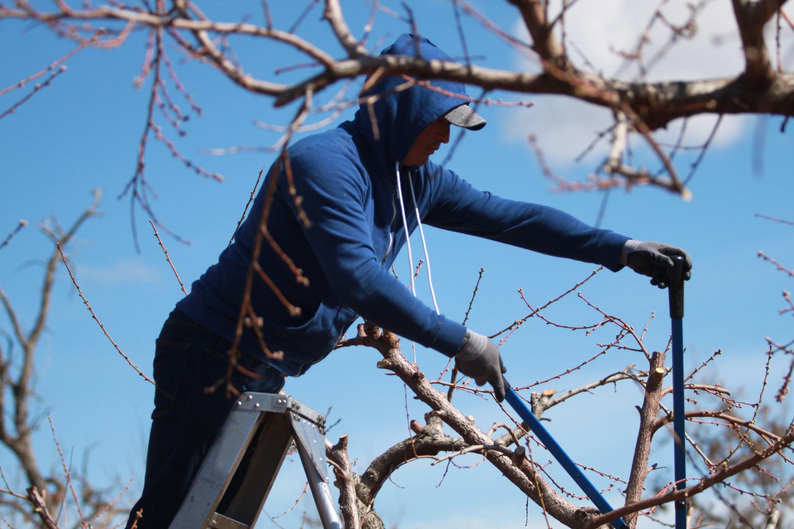 A foreign agricultural guest worker here under the federal H-2A visa program prunes trees in an orchard near Fruitland in 2019. A court-ordered injunction has blocked a new U.S. Department of Labor rule that would have frozen minimum H-2A wage rates for two years. 