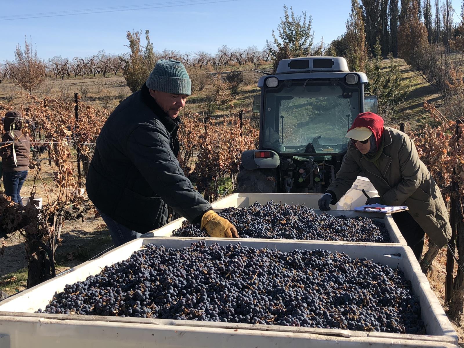 Wine grapes are harvested in a vineyard near Caldwell. Proposed legislation would move about $140,000 in annual funding from the Idaho Wine Commission to the Idaho Hop Commission. 