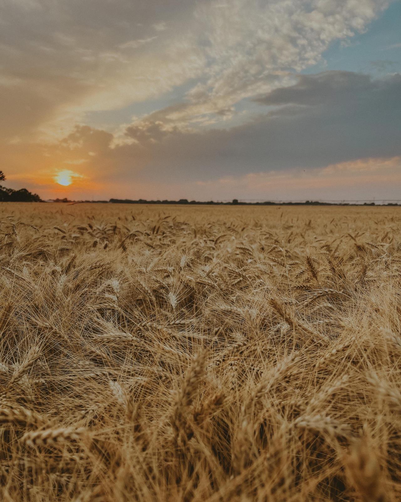 Photo by Cory Kress. A wheat field in Rockland this year is shown in this picture. Total wheat production in Idaho decreased by 32 percent in 2021 compared with 2020.